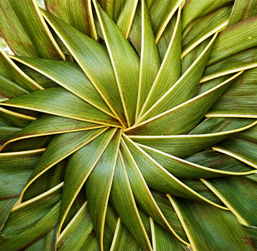 palm hat