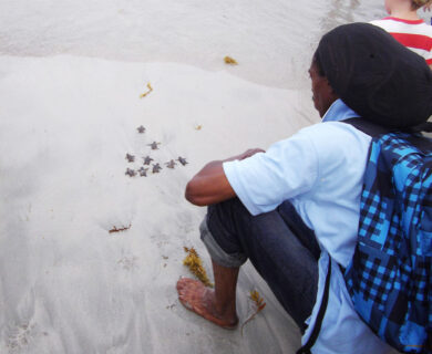 CB Turtle release